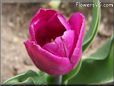 purple bloomed tulip flower