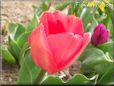 red tulip flower