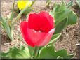 red tulip flower