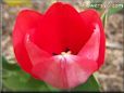 red tulip flower