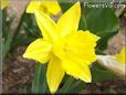 daffodil flower