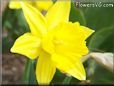 daffodil flower