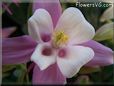 columbine flower