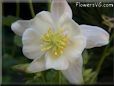 columbine flower