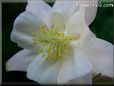 columbine flower