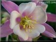 columbine flower