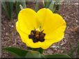 yellow bloomed tulip flower