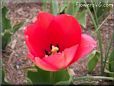 red tulip flower