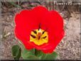 red yellow tulip flower