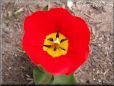 red yellow tulip flower