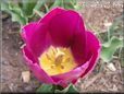 purple bloomed tulip flower