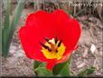 red yellow tulip flower