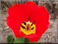 red yellow tulip flower