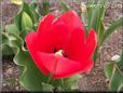 red tulip flower