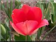 red tulip flower