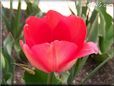 red tulip flower