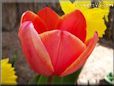 red tulip flower