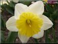 daffodil flower