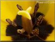 yellow bloomed tulip flower