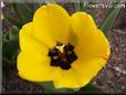 yellow bloomed tulip flower