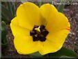 yellow bloomed tulip flower