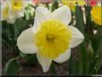 daffodil flower