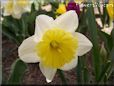 daffodil flower