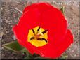 red yellow tulip flower