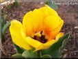 yellow red tulip flower