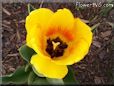 yellow red tulip flower