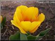 yellow red tulip flower