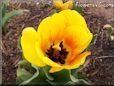 yellow red tulip flower