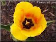 yellow red tulip flower