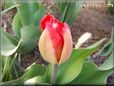 unbloomed tulip flower