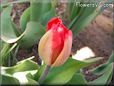 unbloomed tulip flower