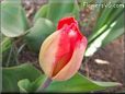 unbloomed tulip flower