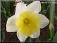 daffodil flower