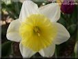 daffodil flower