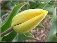 yellow tulip flower