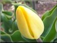 yellow tulip flower