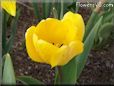 yellow tulip flower