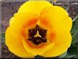 yellow red tulip flower