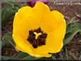 yellow bloomed tulip flower