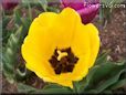 yellow bloomed tulip flower