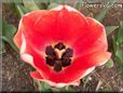 red black tulip flower