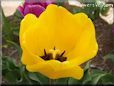 yellow bloomed tulip flower