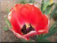 red black tulip flower