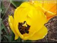 yellow bloomed tulip flower