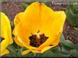 yellow orange tulip flower