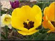 yellow bloomed tulip flower